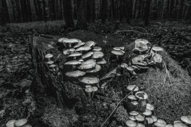 Bir kütüğün üzerindeki mantarların siyah beyaz fotoğrafı