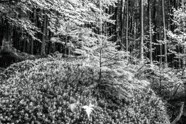 Doğanın güzel manzarası