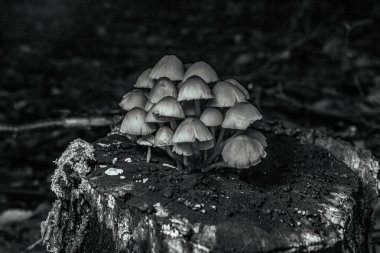 Güzel botanik fotoğrafı, doğal duvar kağıdı.
