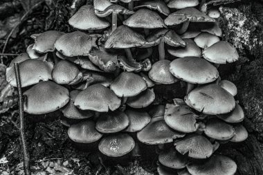 Siyah ve beyaz bir ormanda siyah mantar