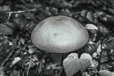 Ormandaki mantarın siyah ve beyaz görüntüsü