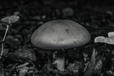 Bir mantarın siyah beyaz fotoğrafı