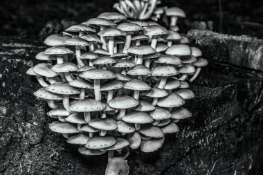 Ağaçtaki mantarlar