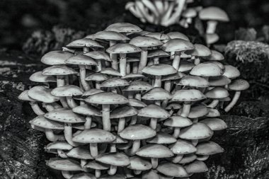 Ormanda büyüyen mantarlar