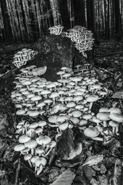 Ormandaki mantarın siyah ve beyaz görüntüsü.