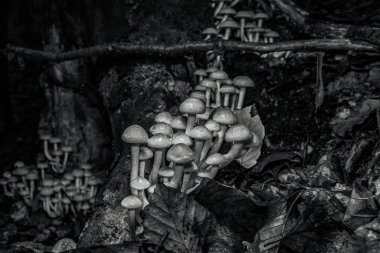 Ormandaki ağaçtaki yosunlu mantar grubu..