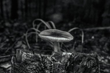 Ormandaki mantar, manzarayı kapat