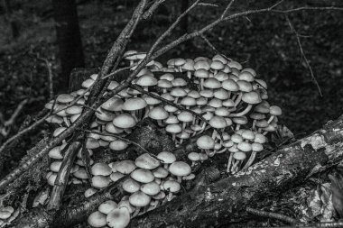 Mantarlı bir ağacın siyah beyaz fotoğrafı.