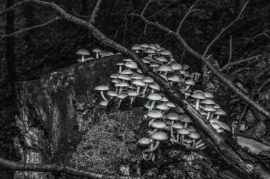 Ormanda siyah ve beyaz mantarlar