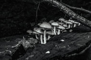 Ormandaki bulanık arkaplanlı bir mantarın yakın plan çekimi.