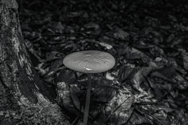 Sabah ormandaki mantarlar