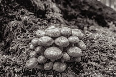 Siyah ve beyaz bir mantara yaklaş.