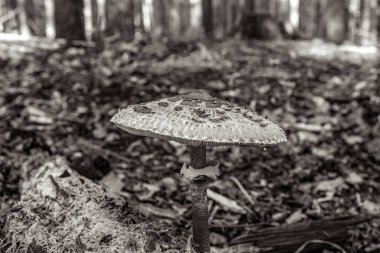 Ormanda mantar, bitki örtüsü