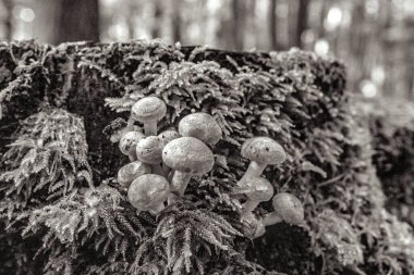 Ormanın siyah beyaz fotoğrafını çek.