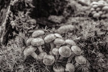 Bir grup mantarın siyah beyaz fotoğrafı