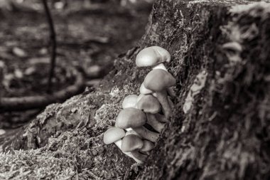 Sonbaharda ormanda siyah beyaz mantarlar