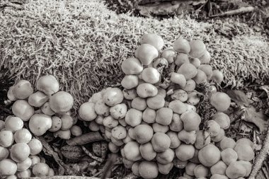 Bir sepetin içinde bir sürü olgun incir var.