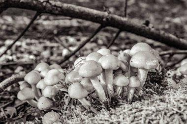 taze yenilebilir mantar Grup