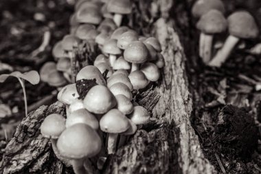 Ormanda büyüyen mantar.