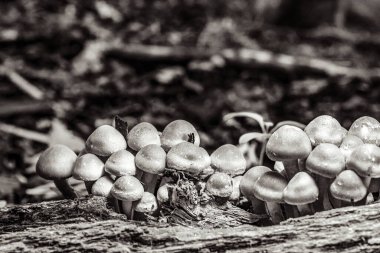 Tahta bir masada mantar.