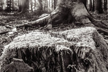 Devrilmiş ağaç gövdesi olan eski ağaç kütüğü