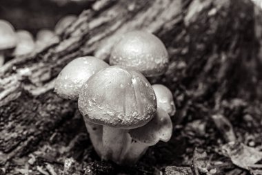 Ormanda bir grup mantar