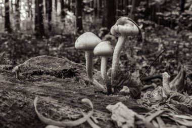 bir orman içinde büyüyen mantar