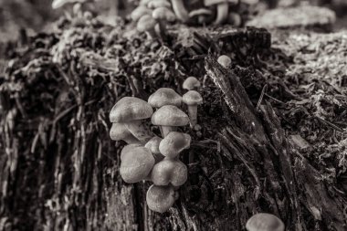 Ormanda mantarlar, siyah ve beyaz