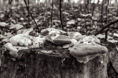 Kütüğün üzerinde mantarlar