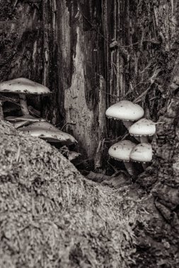 Ormanda mantarlar, doğal arka plan.