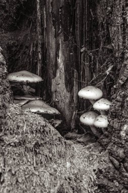 Ormanda siyah beyaz mantarların dikey çekimi.