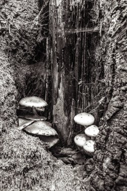 Ormanda yaşlı ve kirli bir kütük.