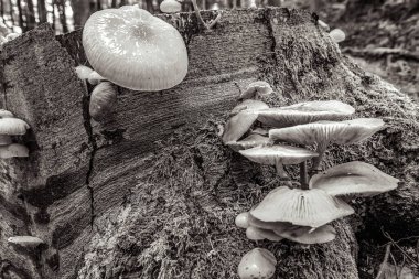 Ormandaki yaşlı bir ağaçtaki mantarlar, siyah ve beyaz..