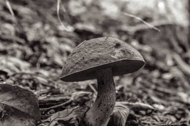 Ormandaki mantarların yakın plan çekimi.