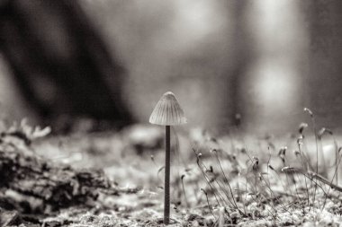 Ormanda büyüyen küçük beyaz bir mantarın dikey yakın çekimi.