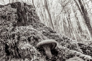 Ormanda siyah beyaz mantarlar