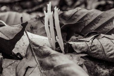 Güzel sonbahar yaprakları, bitkiler ve yapraklar.