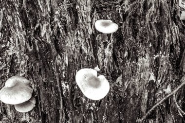 Bir mantara yaklaş.