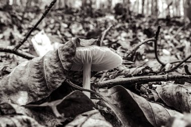 Ormanın arka planında beyaz mantarlar ve beyaz bir mantar..