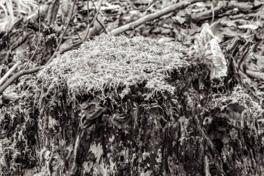 Yerdeki paslı metal boru..