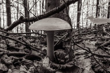 sonbahar ormanda mantar