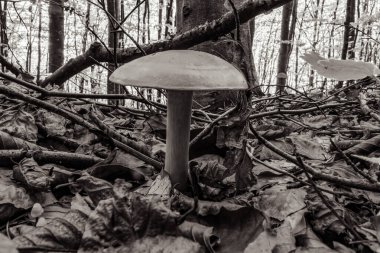 Şapkalı beyaz mantar.