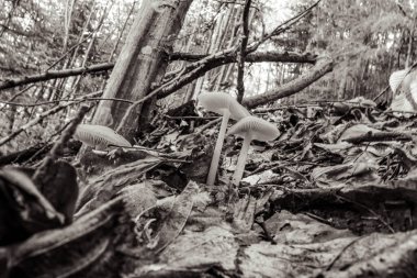 Ormanda mantarlar, bitkiler ve hayvanlar