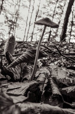 Ormanda, doğada ve bitkide, çevrede ve yapraklarda yetişen mantarlar