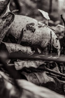 Siyah arkaplanı olan ölü bir yaprak