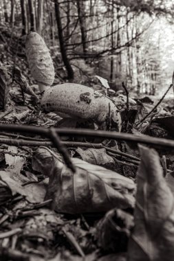 Sonbahar ormanı dökülen yapraklarla, sonbahar mevsimi