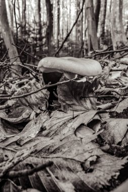 Sonbaharda ormandaki mantarlar