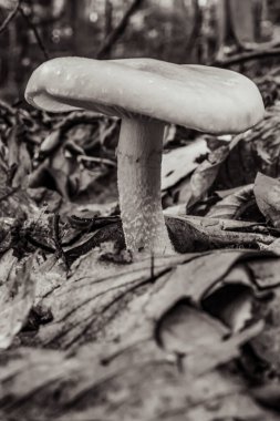 mantar sonbahar ormana yakın çekim