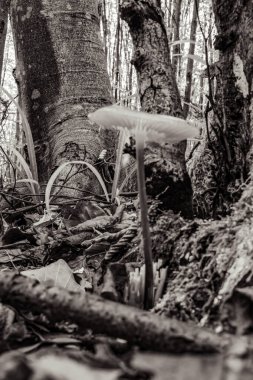 Ormandaki sandıkta mantar