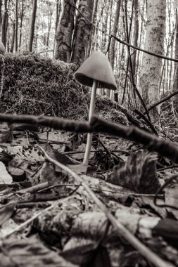 Ormandaki bir ağaçtaki mantarın dikey görüntüsü.